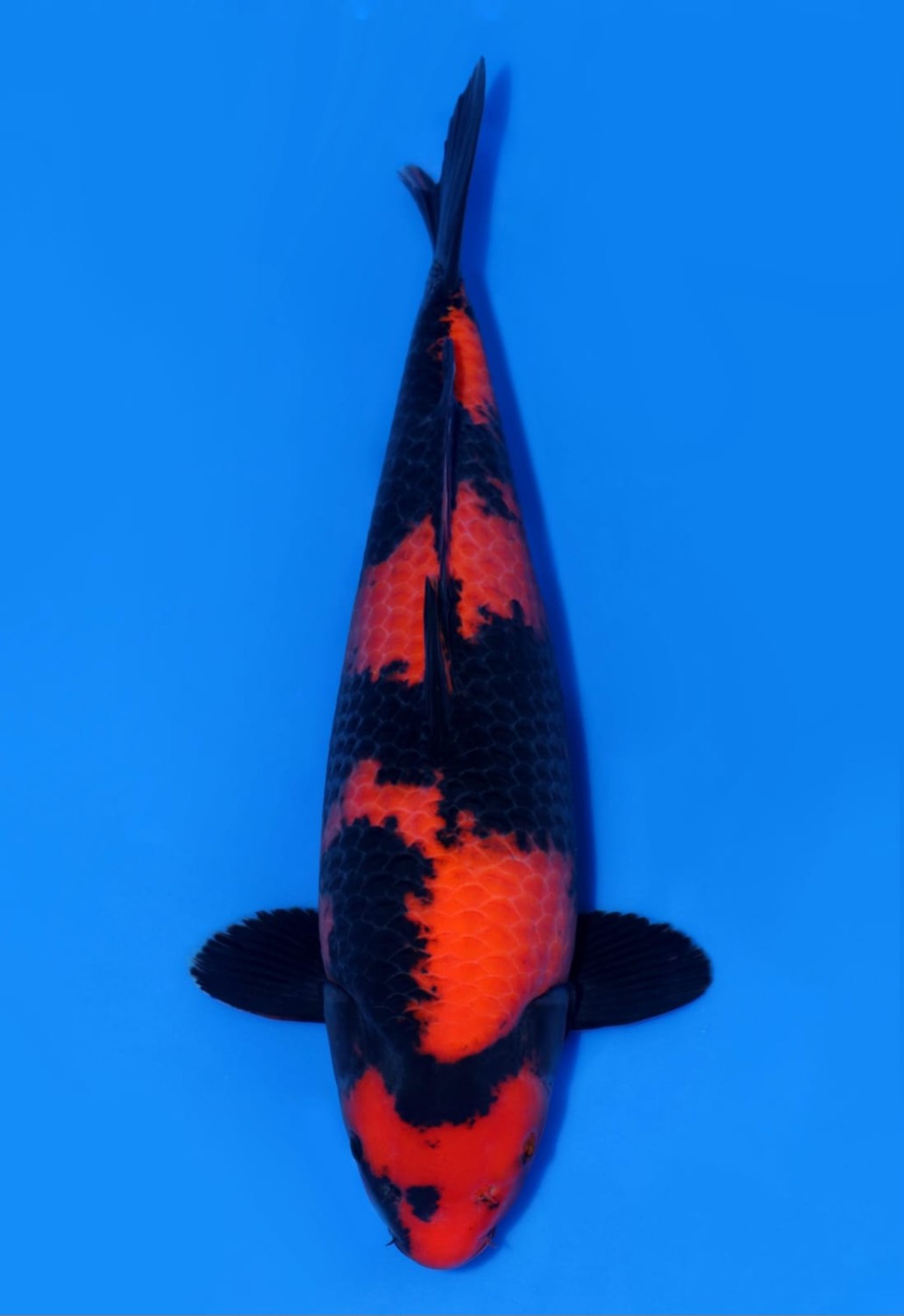 Juara 1