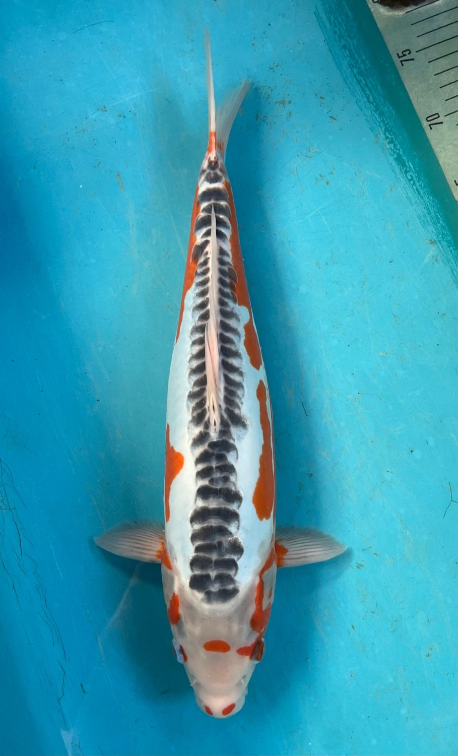 Best In Size D 36 - 40 cm