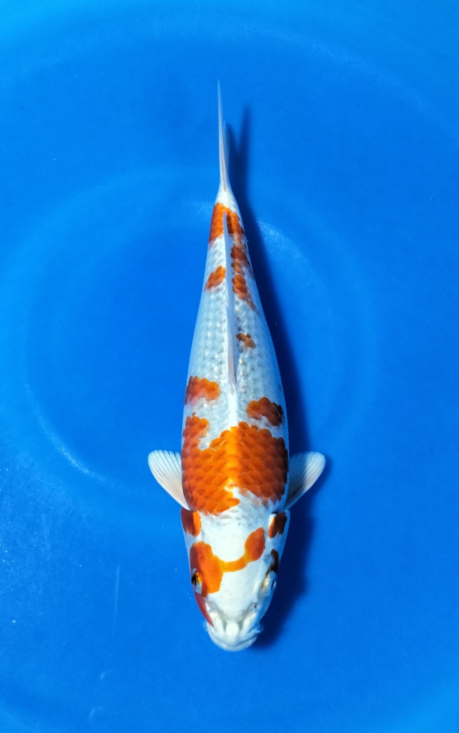 Juara 1