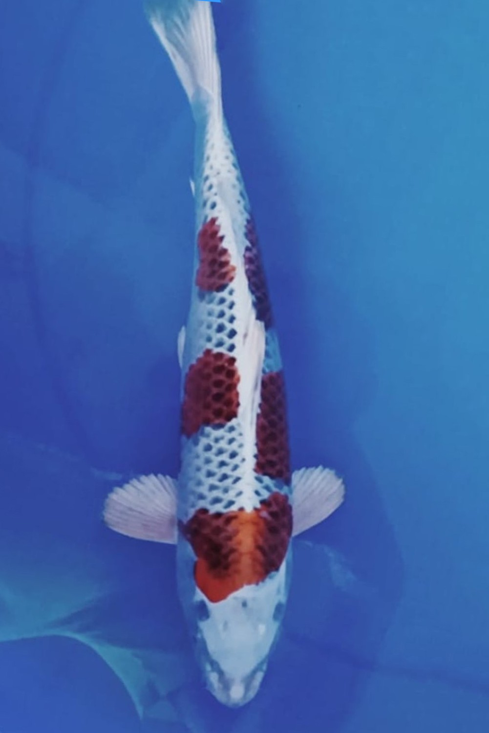 Juara 2