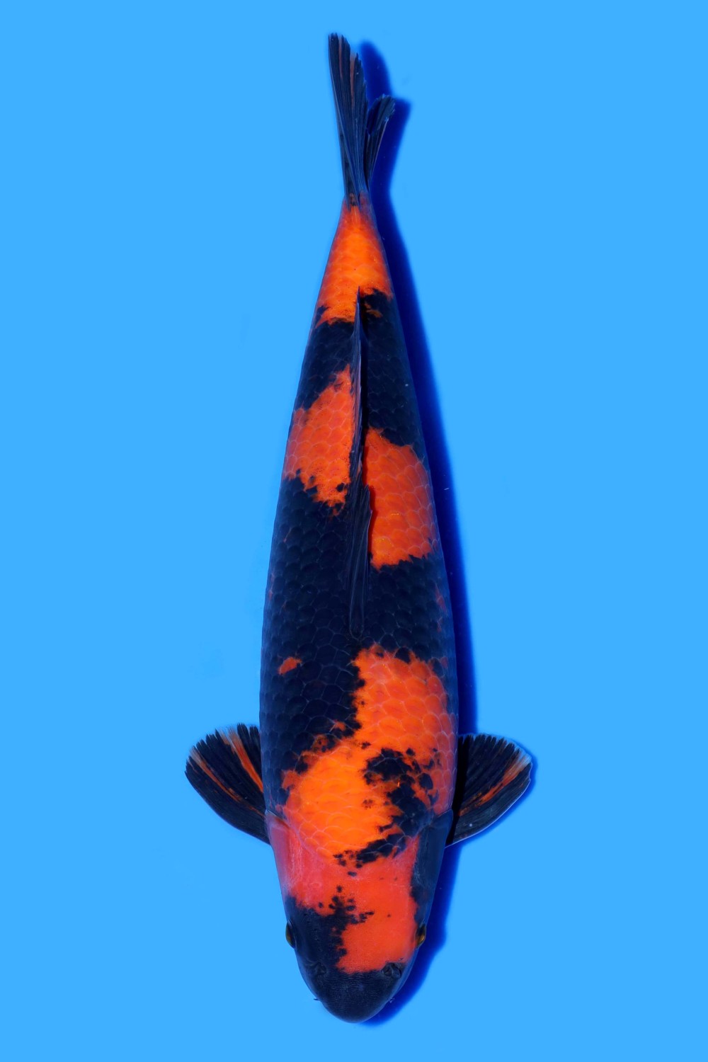 Juara 1
