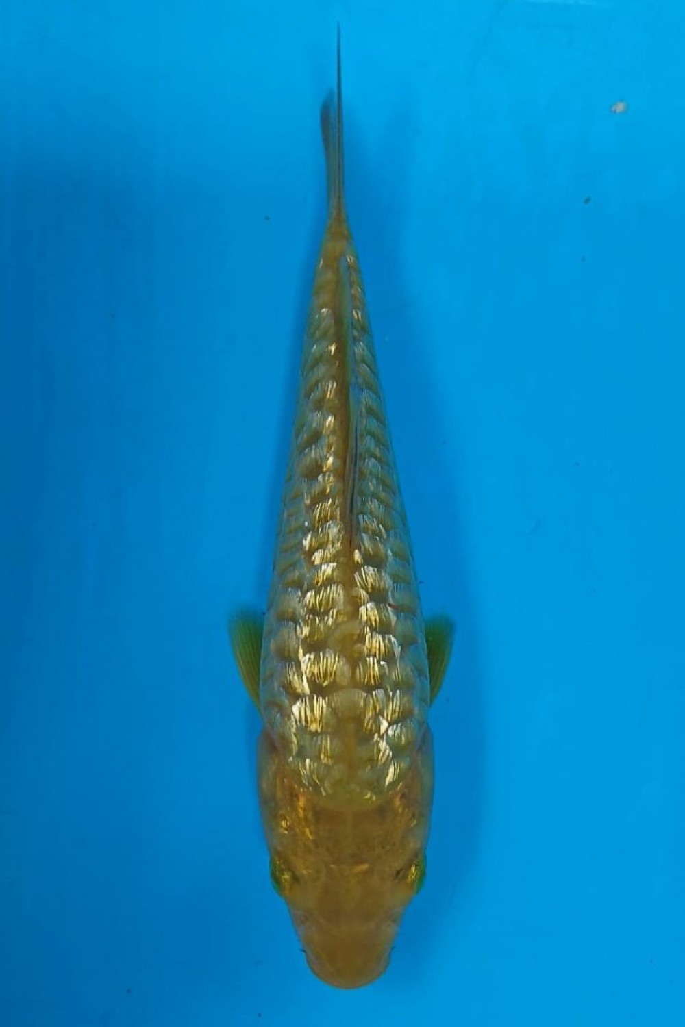 Juara 1