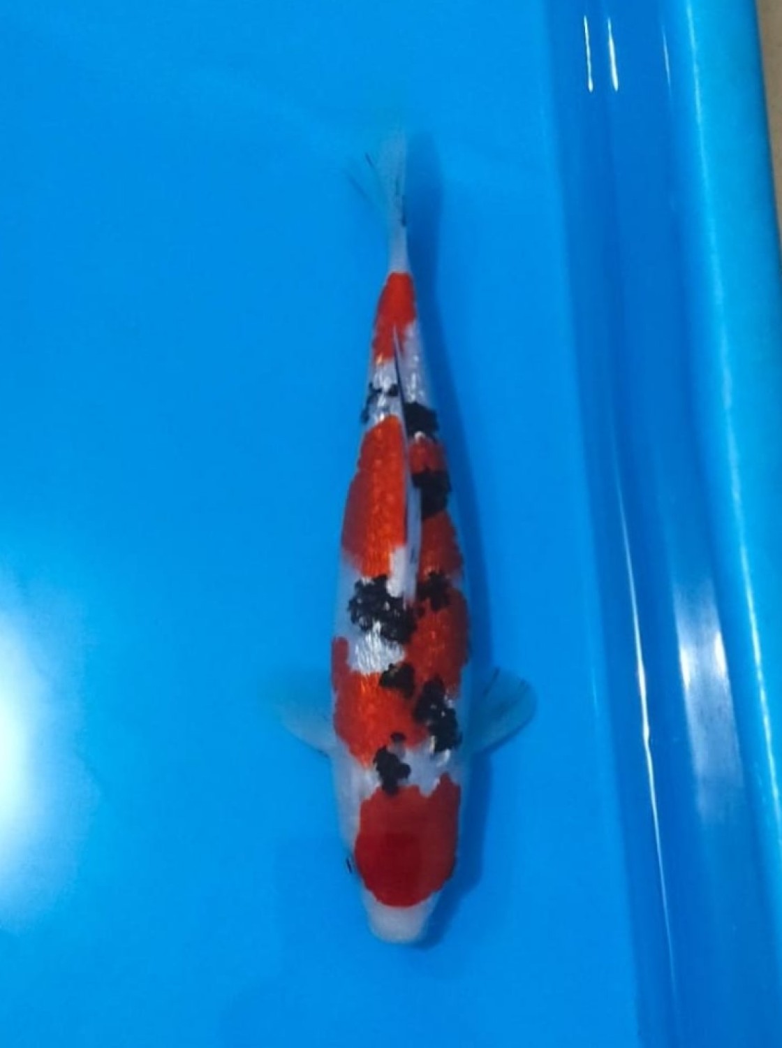 Juara 4