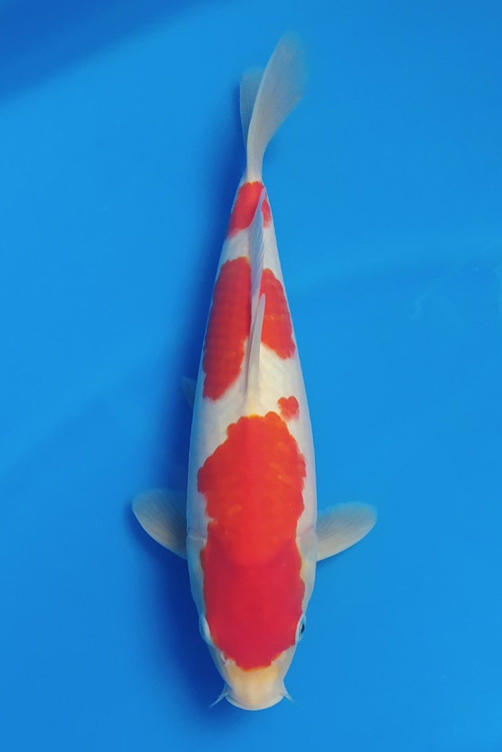 Juara 1