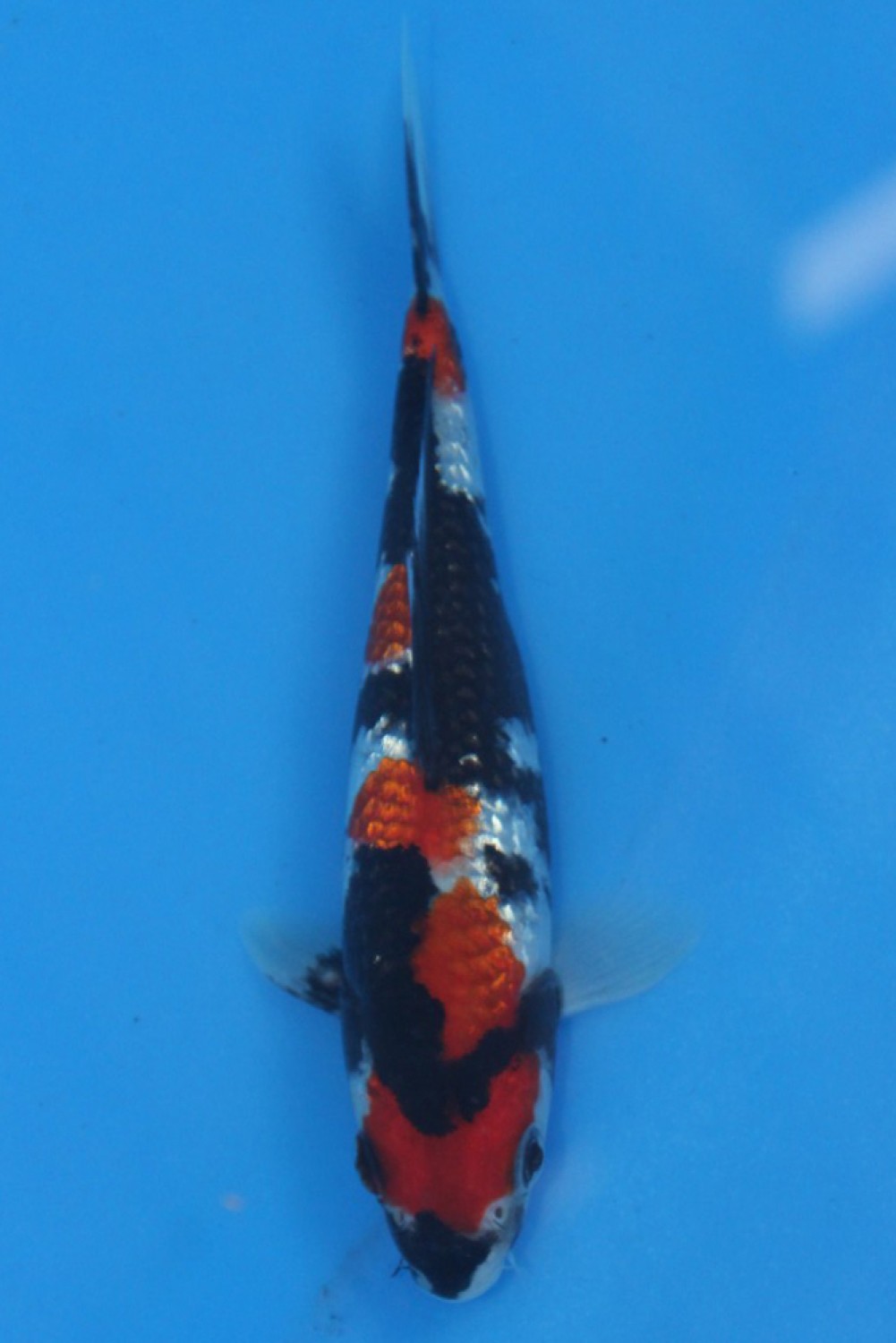 Juara 1
