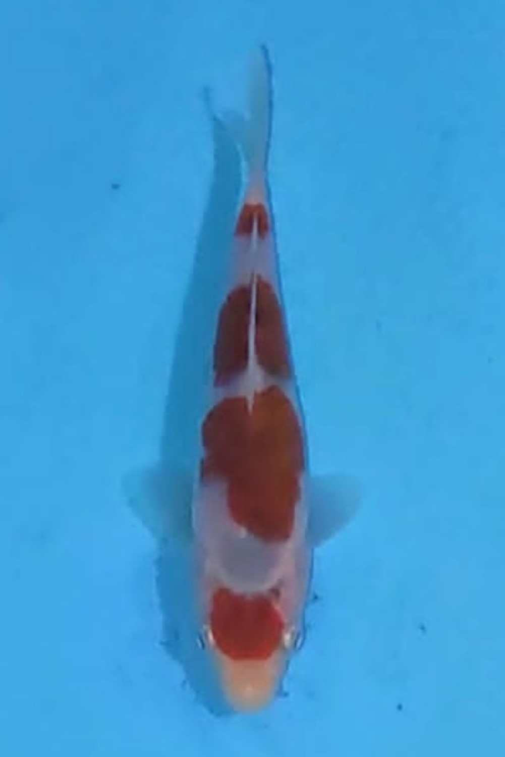 Juara 1