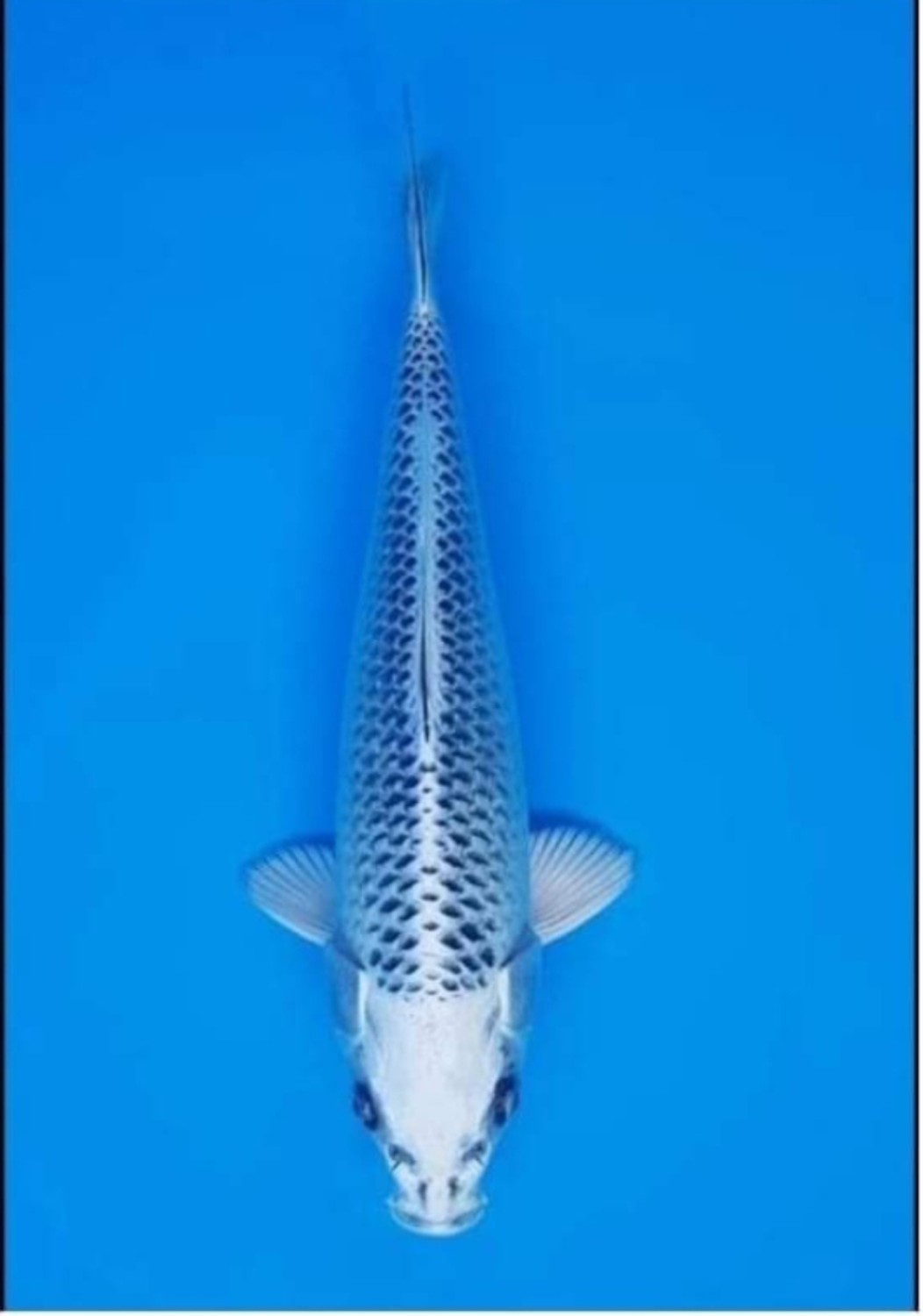 Best In Size E 21 - 25 cm