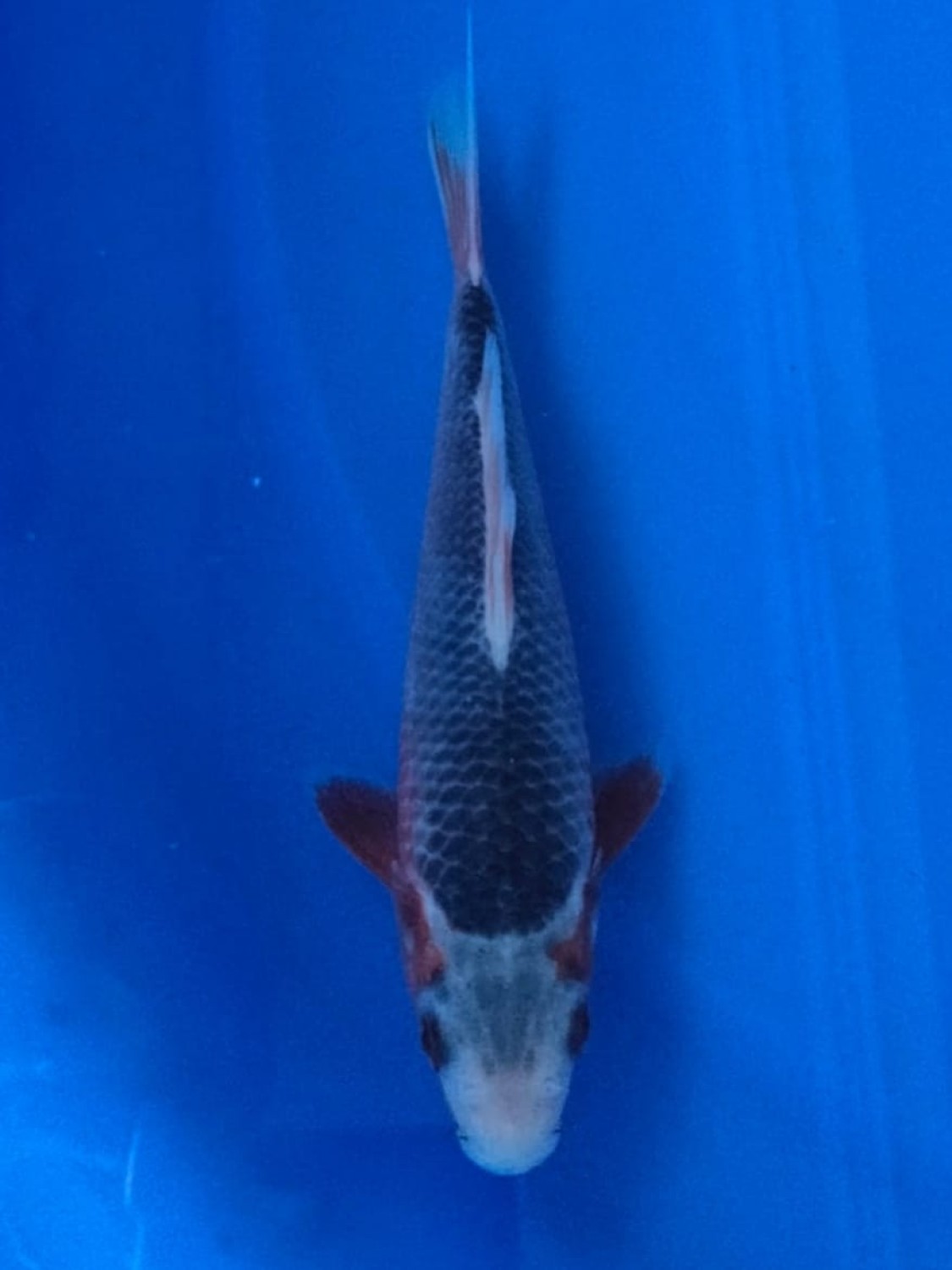Juara 1