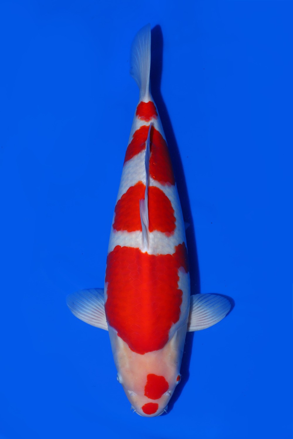 Juara 2