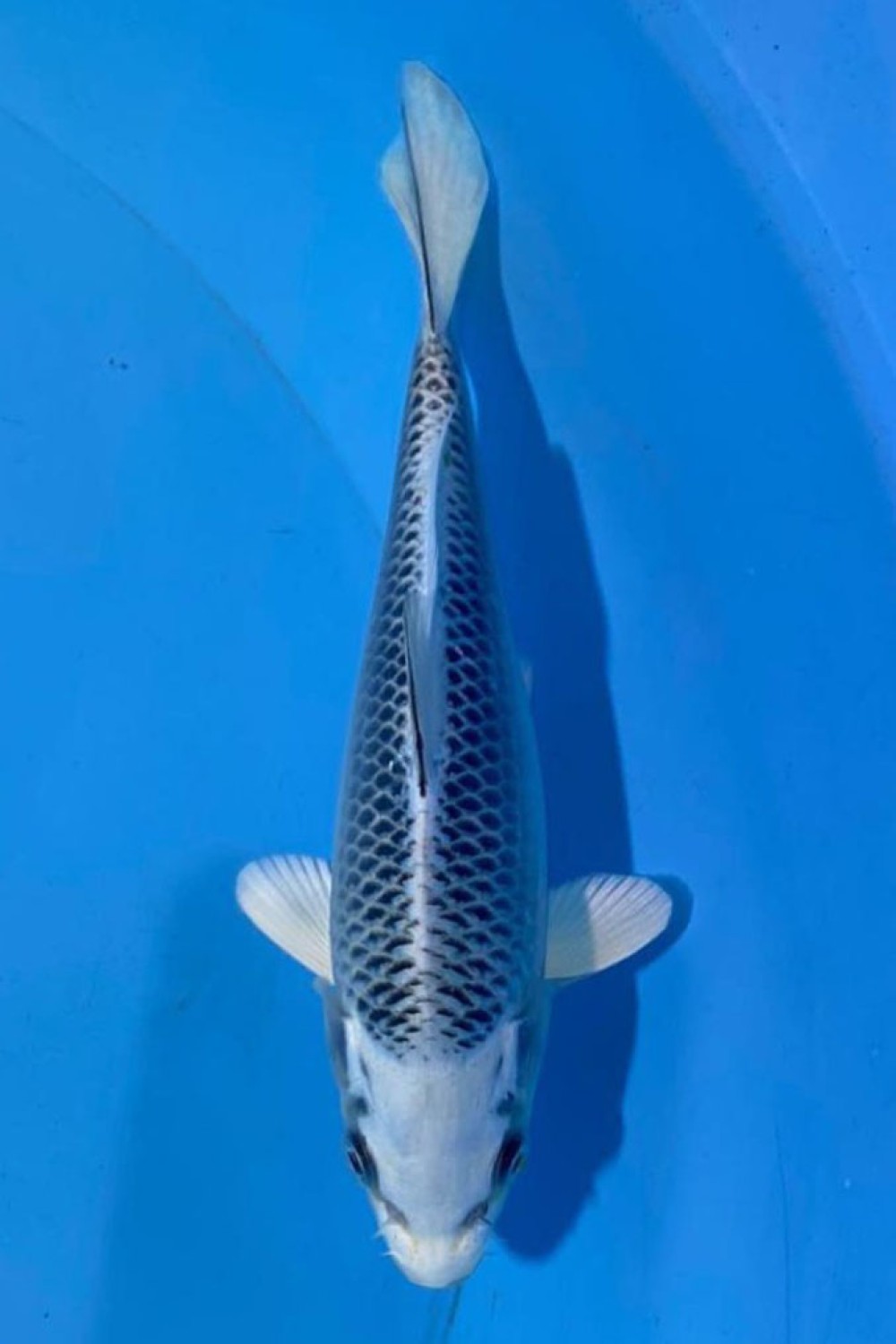 Juara 1