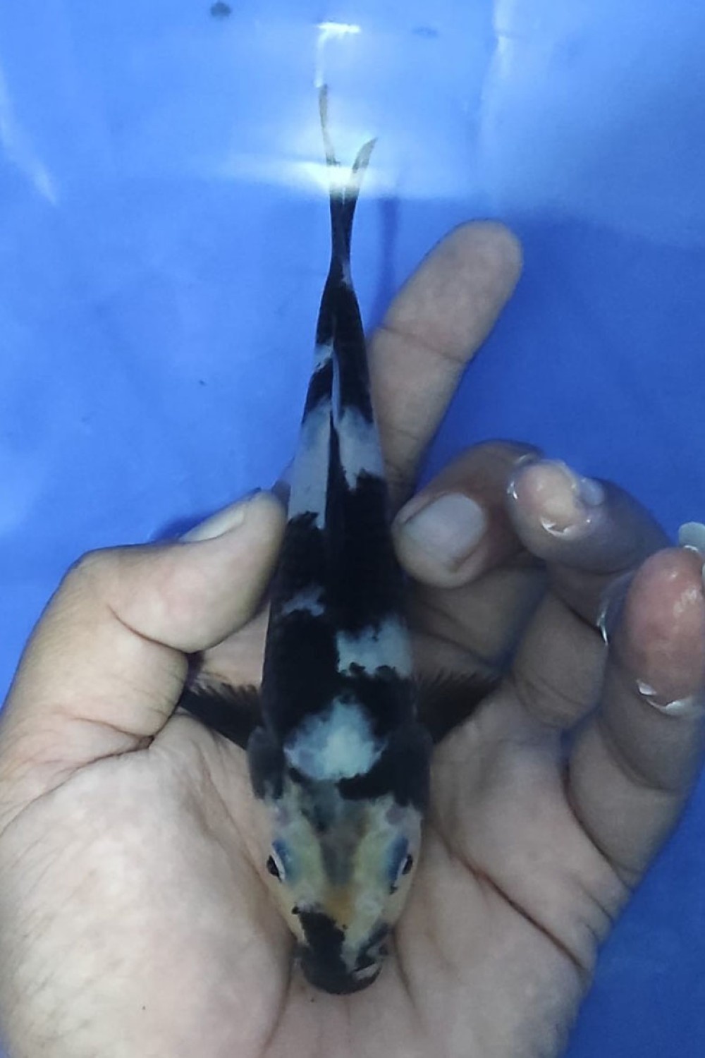 Juara 4