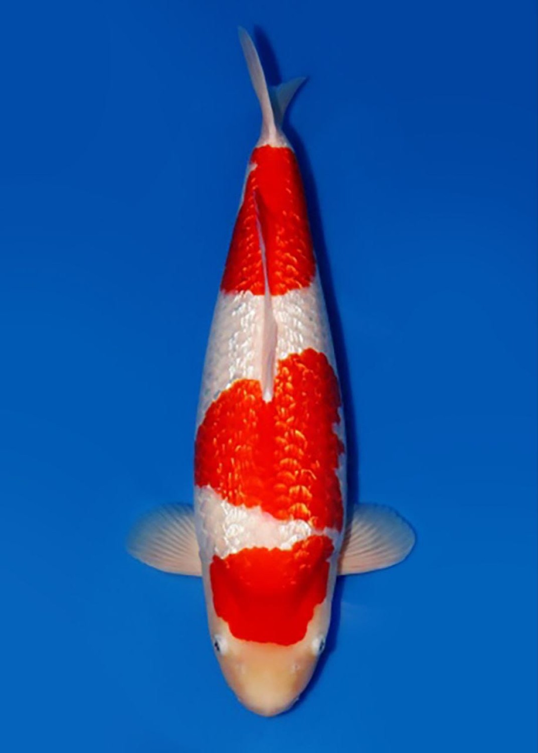 Juara 1