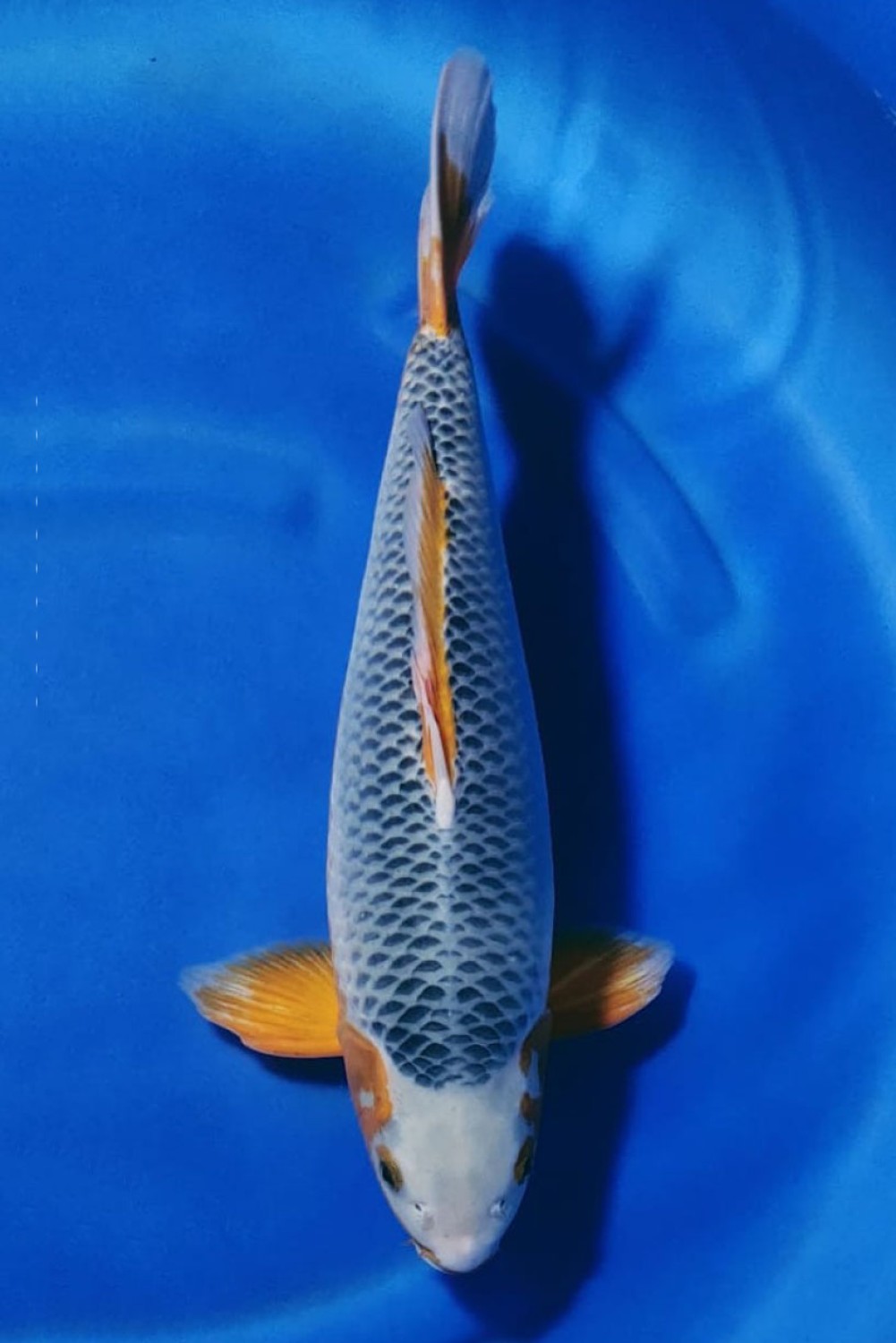 Juara 1