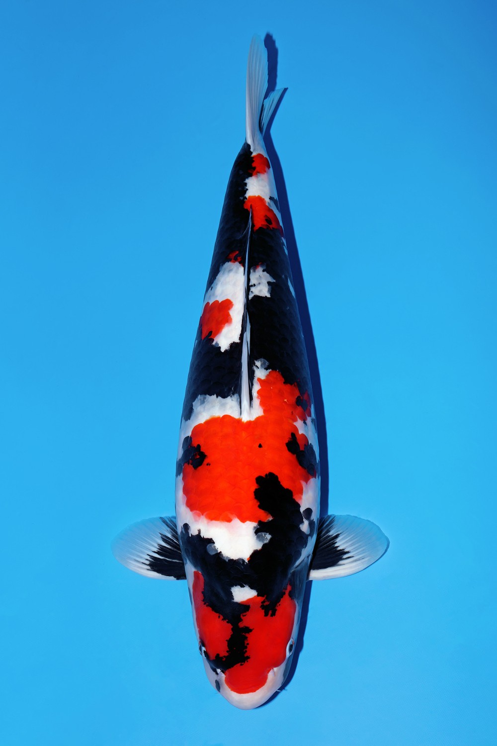Juara 2