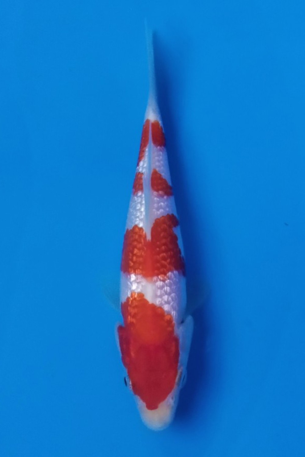 Juara 2