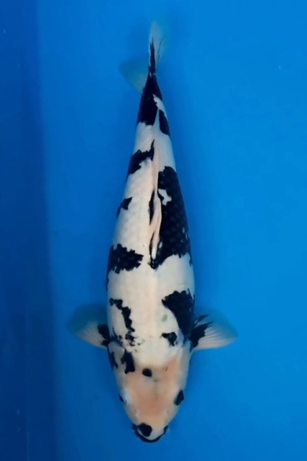 Juara 1