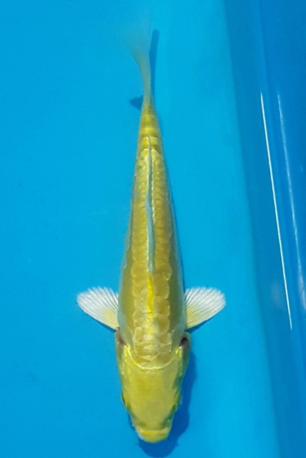 Juara 2