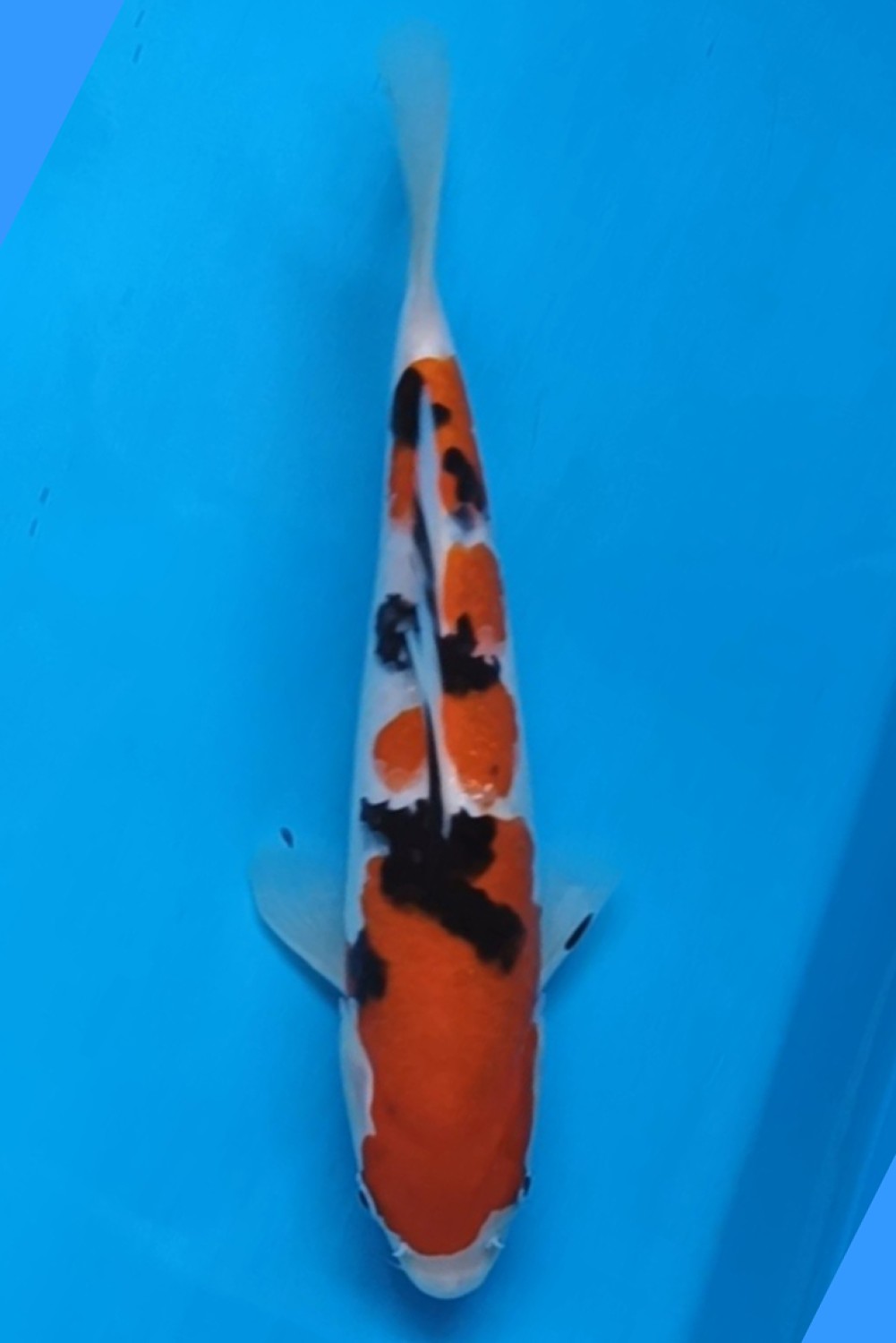 Juara 1