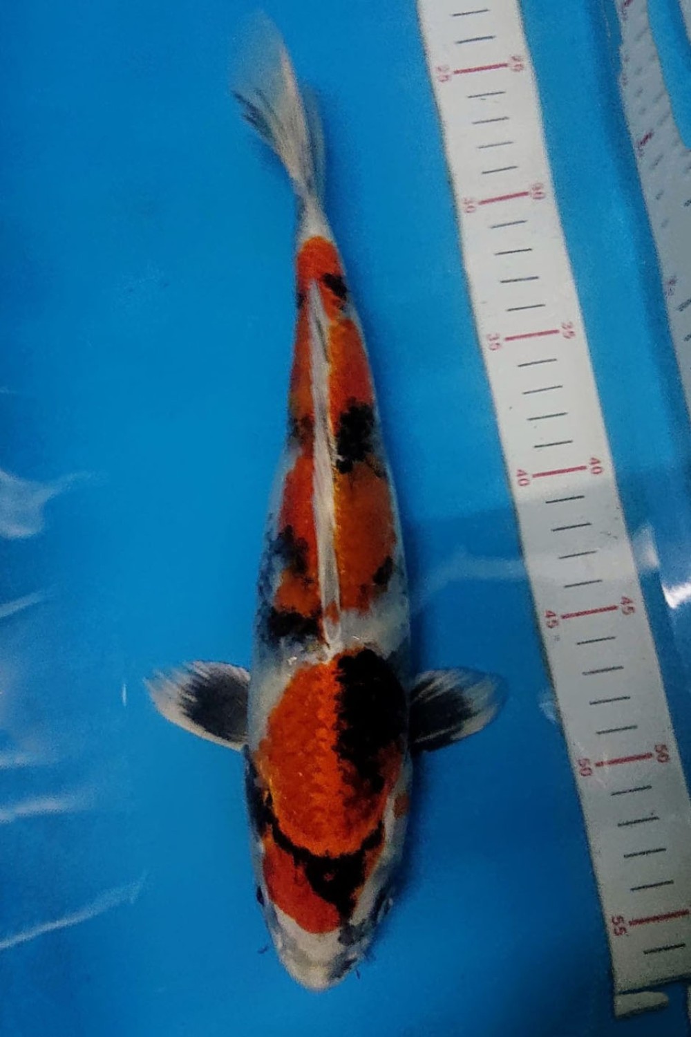 Juara 2