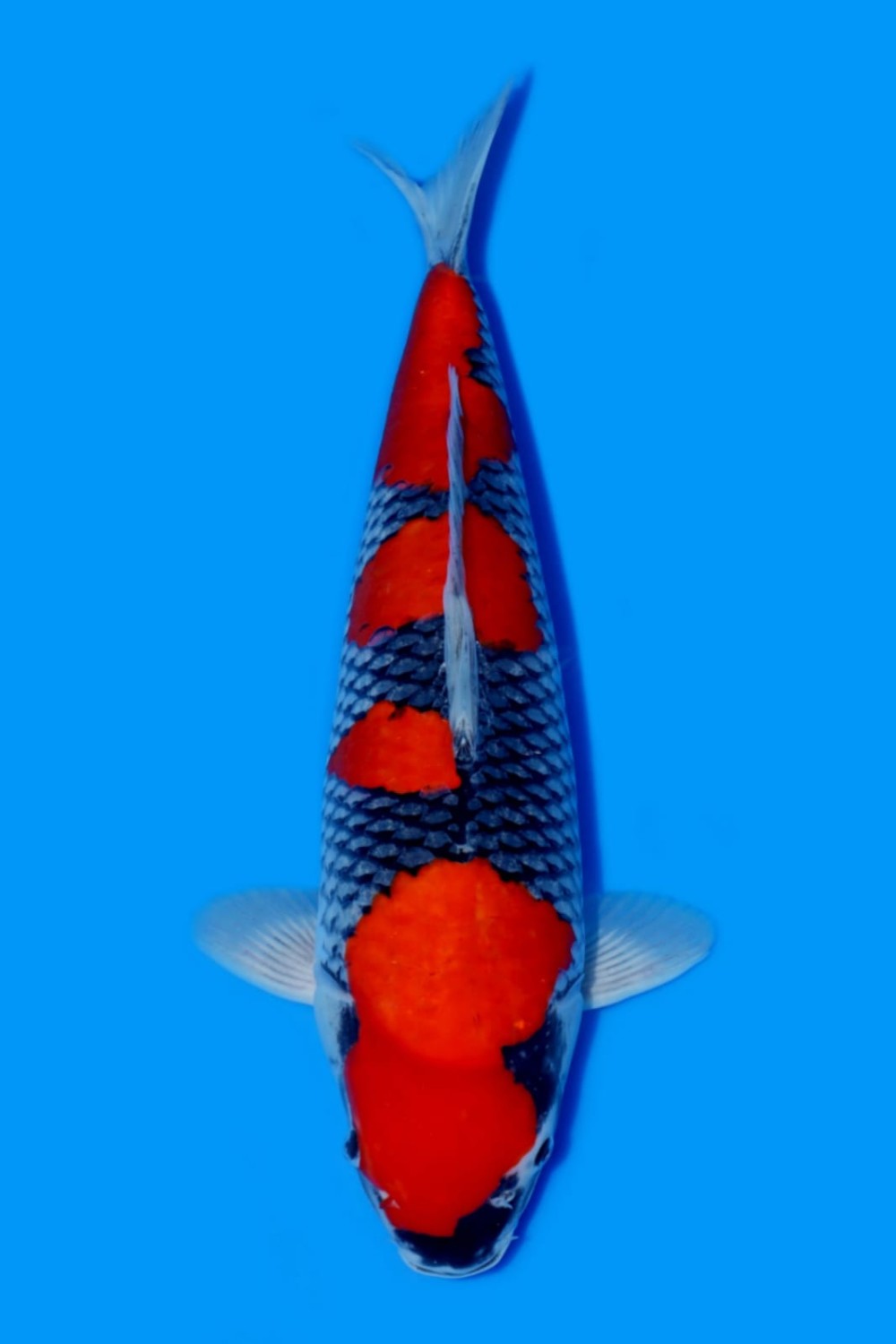 Adult Champion B