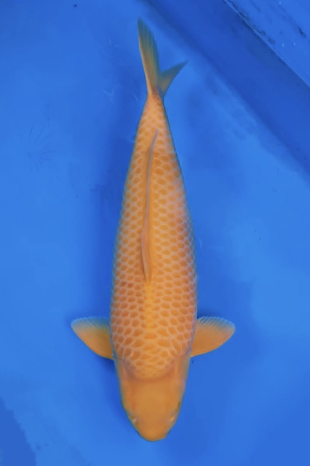 Best In Size E 56 - 60 cm