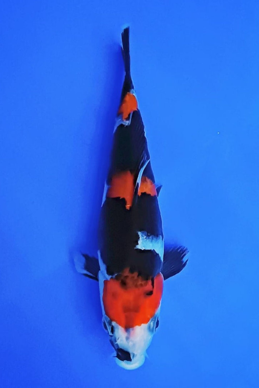 Juara 5