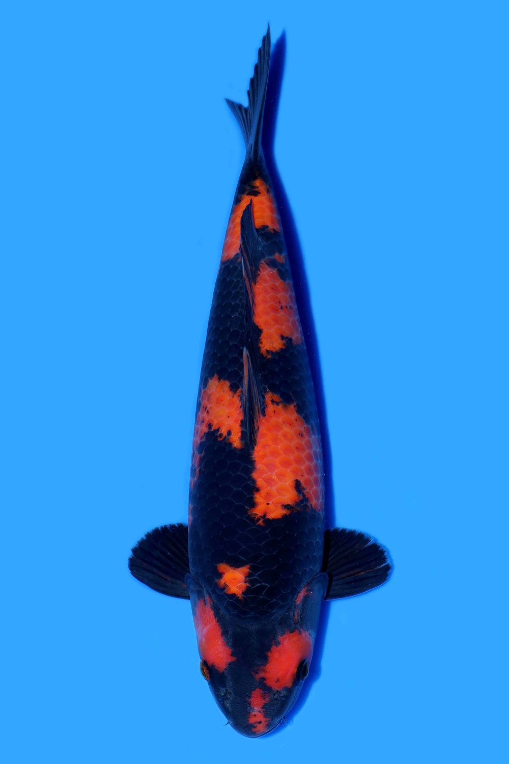 Juara 3