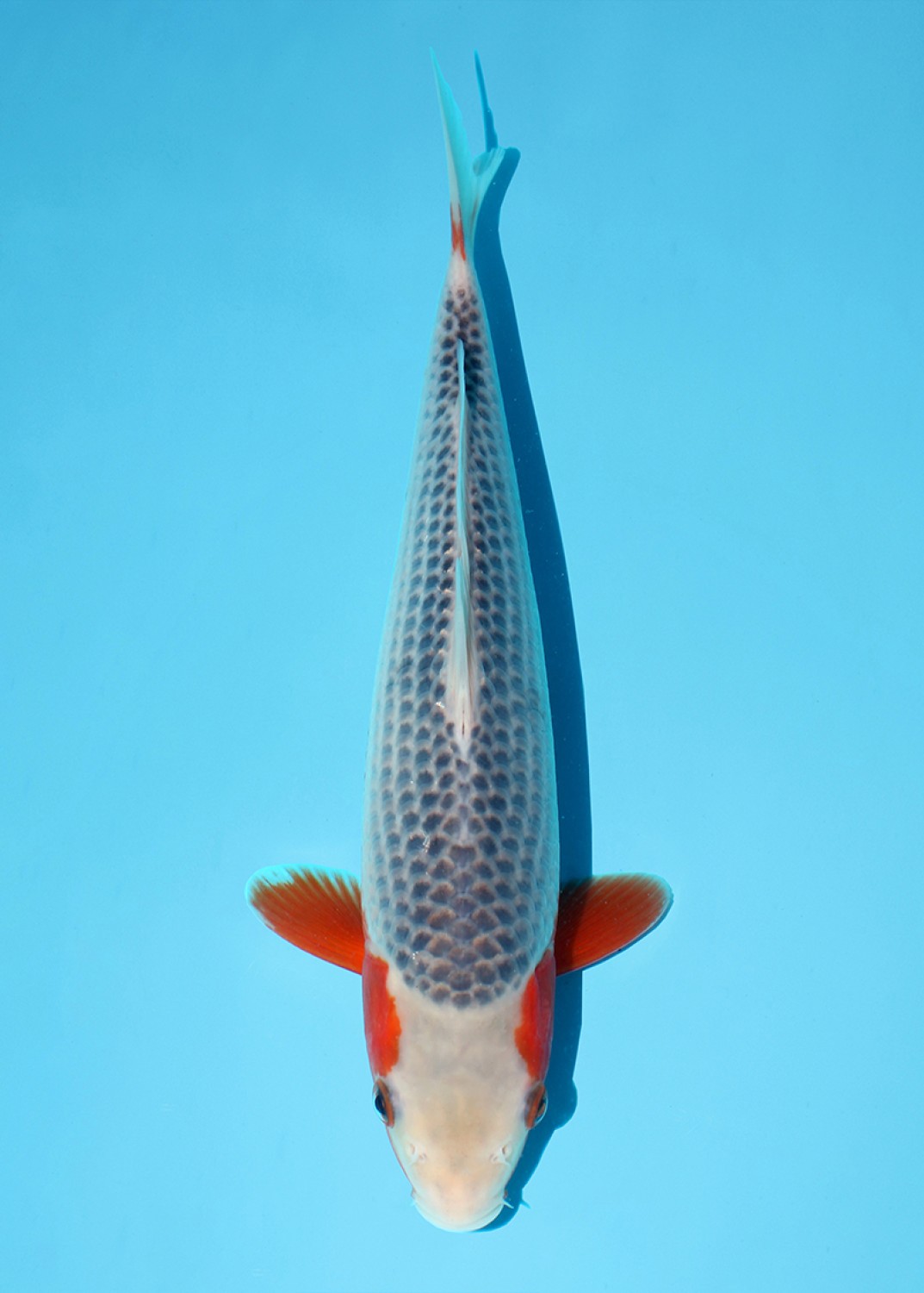 Juara 1