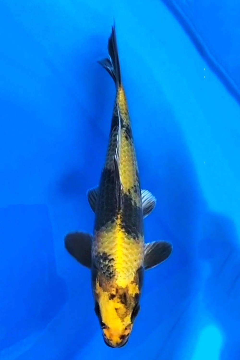 Juara 3