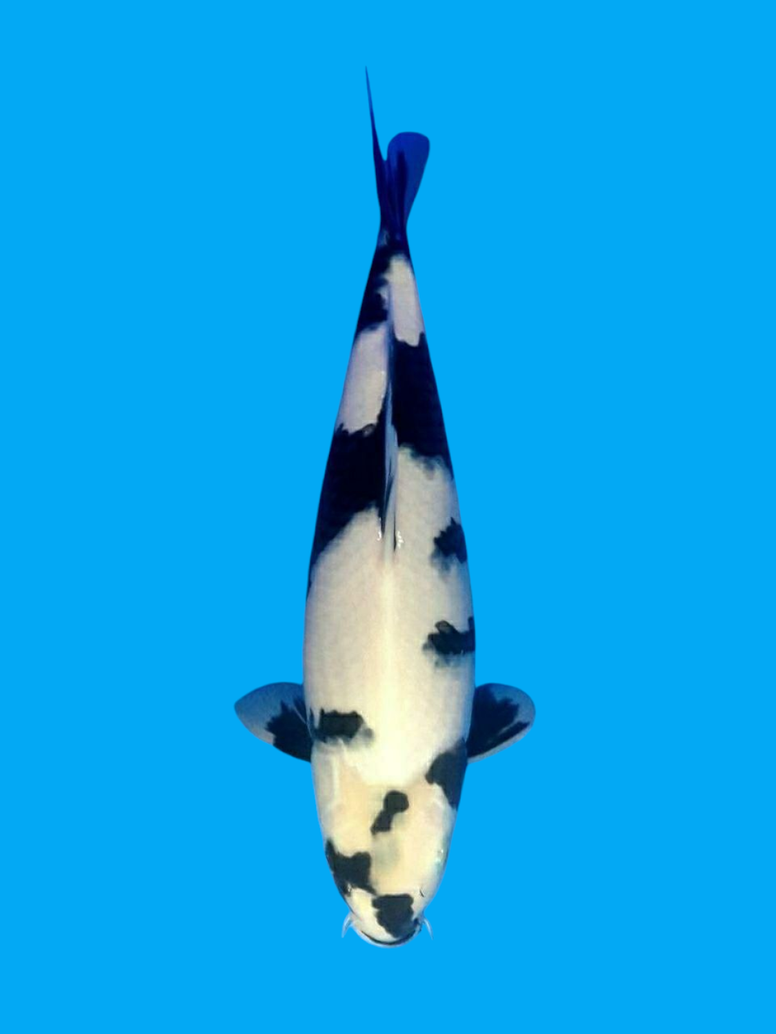 Juara 1