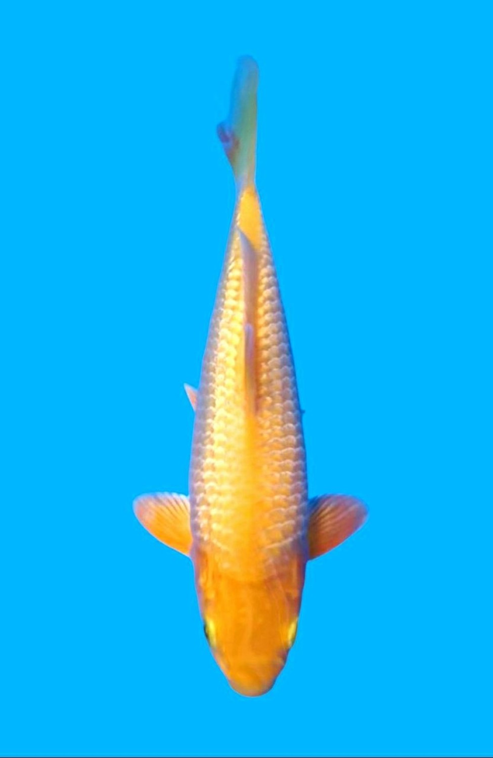 Juara 4