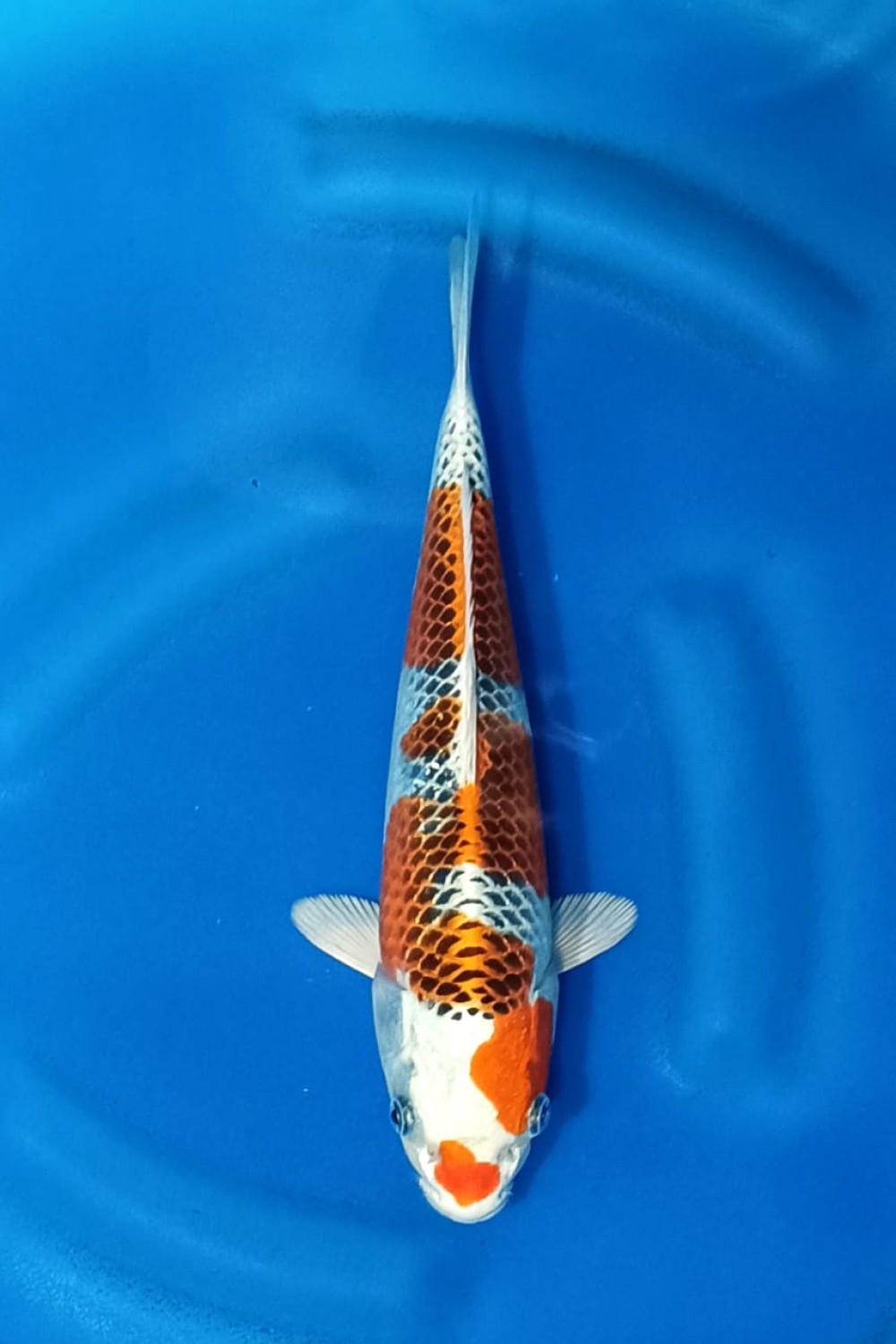 Juara 1