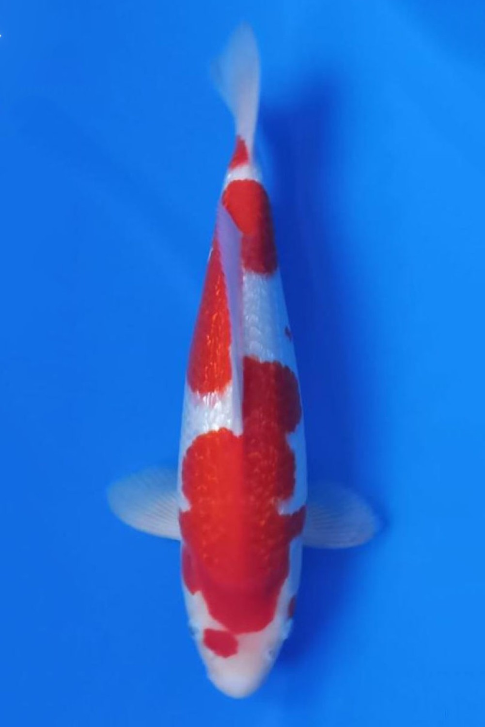 Juara 2