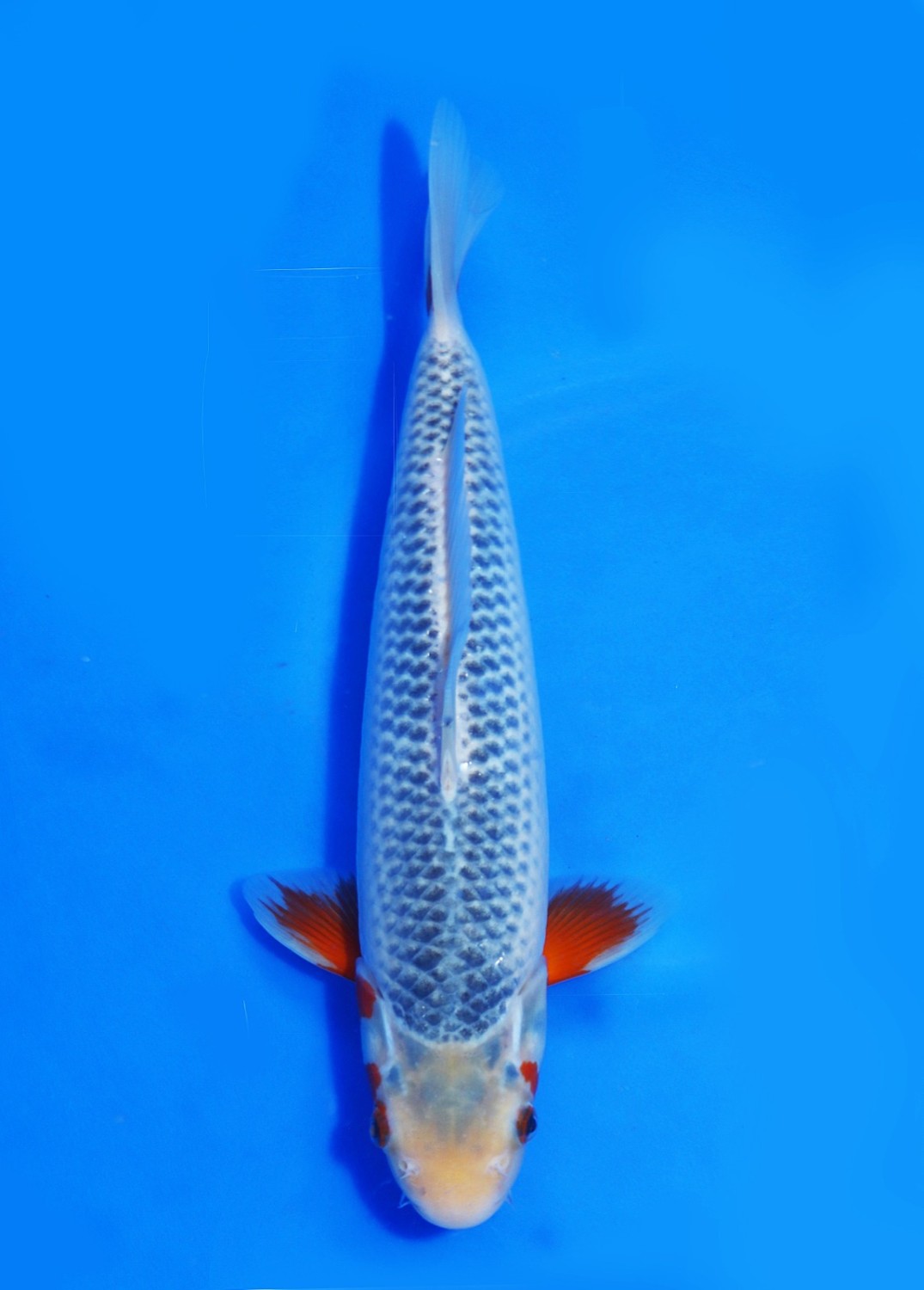 Juara 2