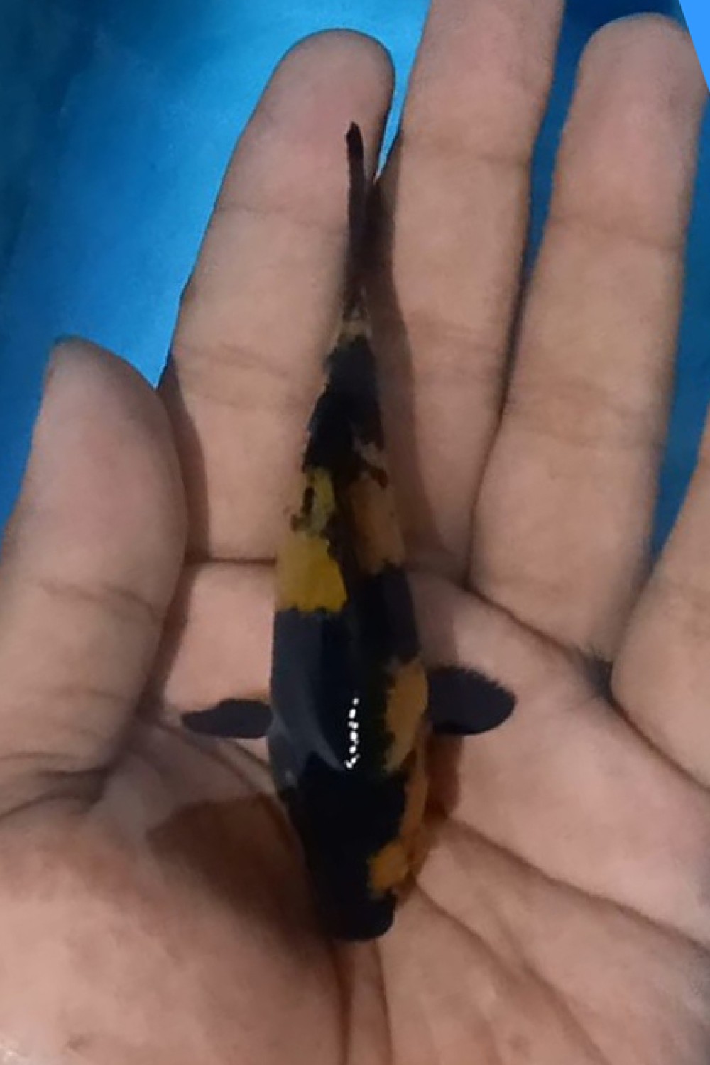 Juara 5