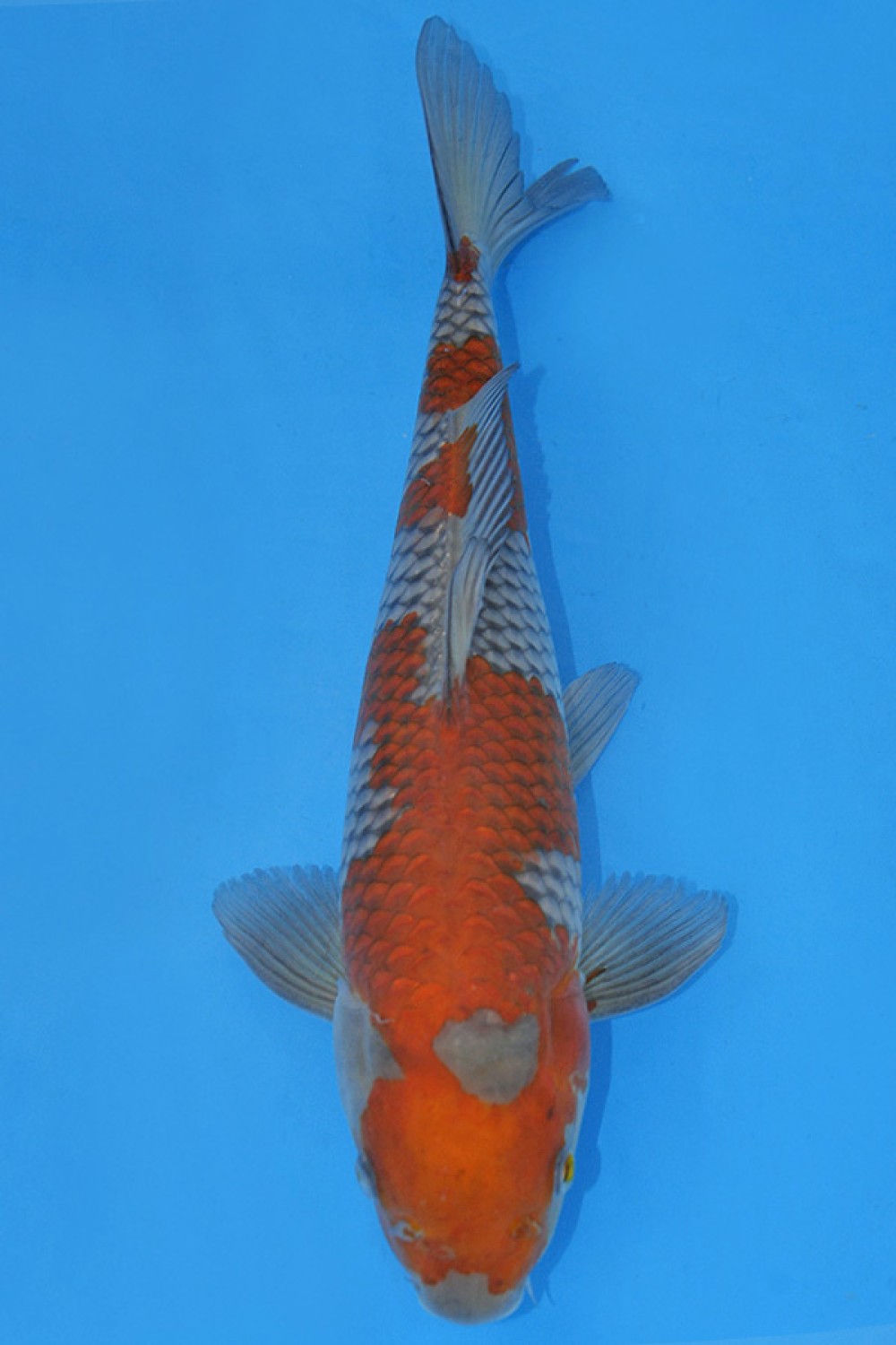 Best In Size B 46 - 50 cm