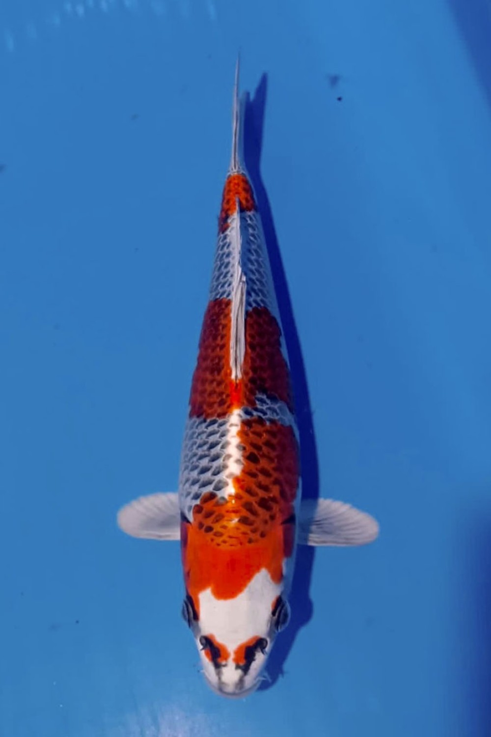 Juara 3
