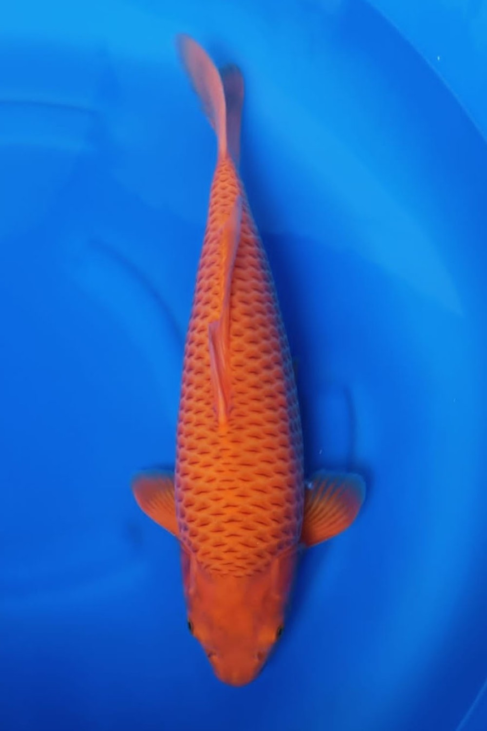 Juara 1