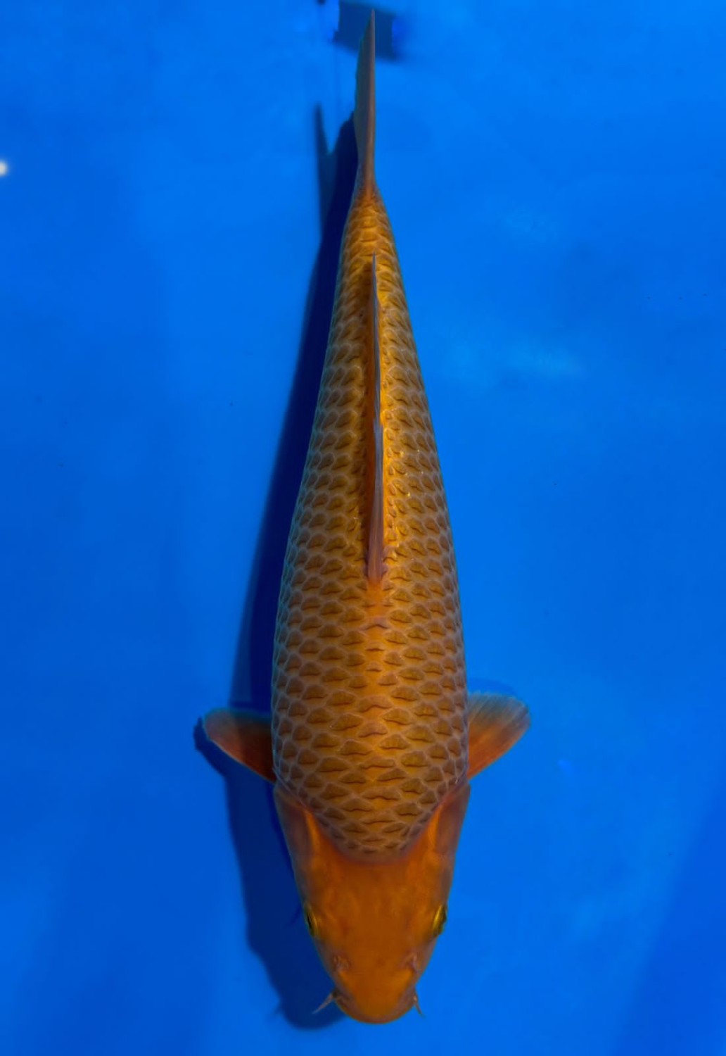 Juara 2