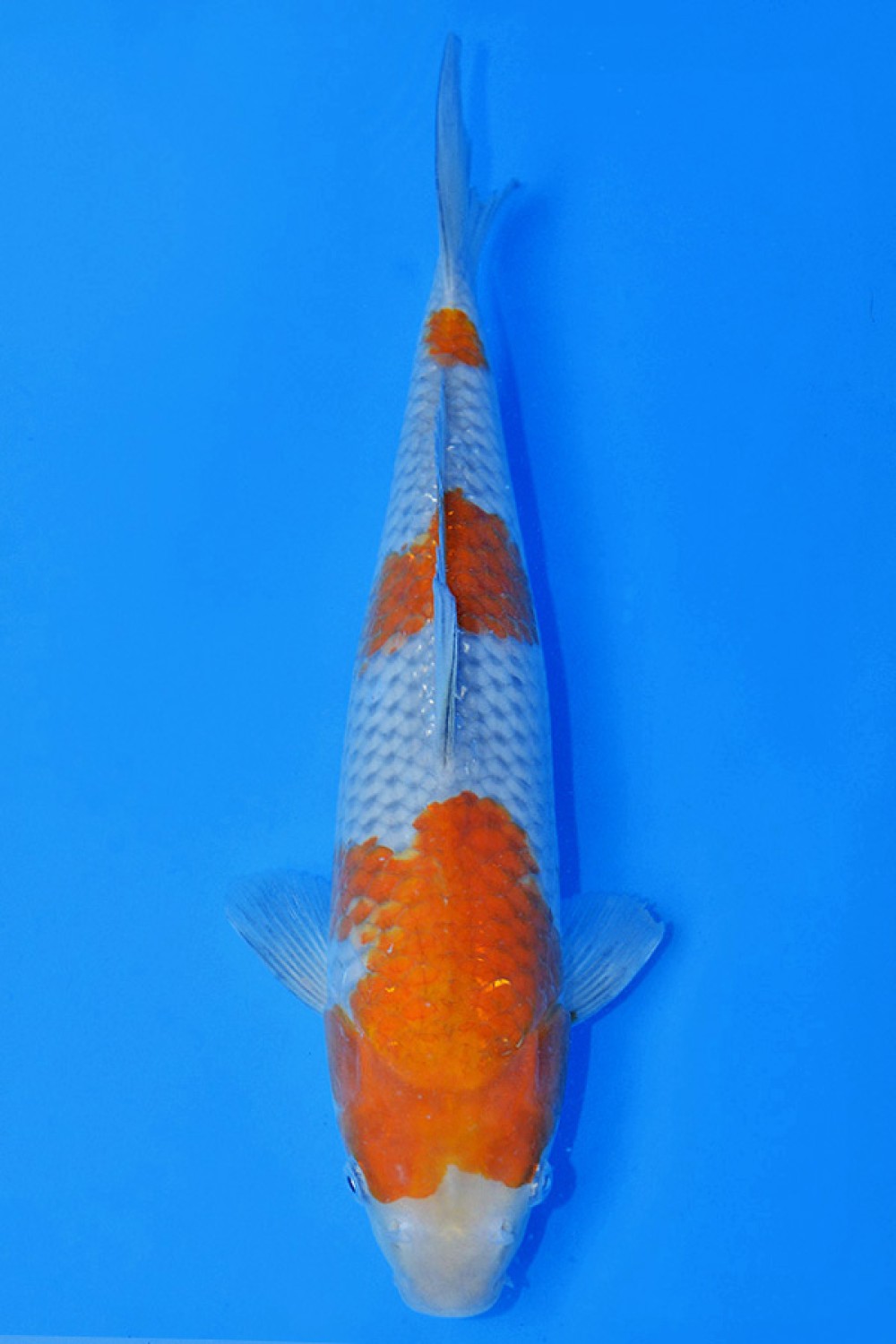 Juara 1