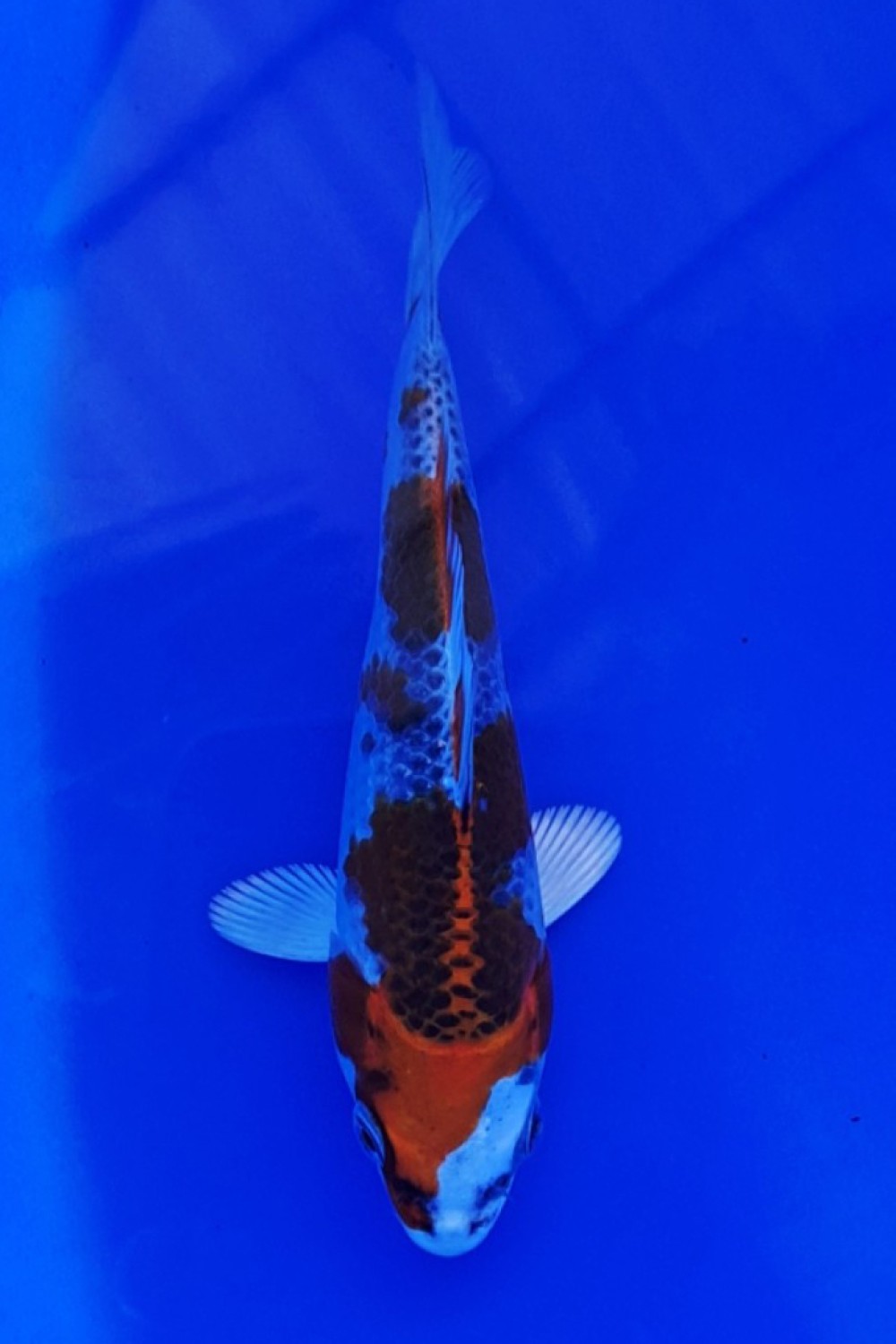 Juara 1
