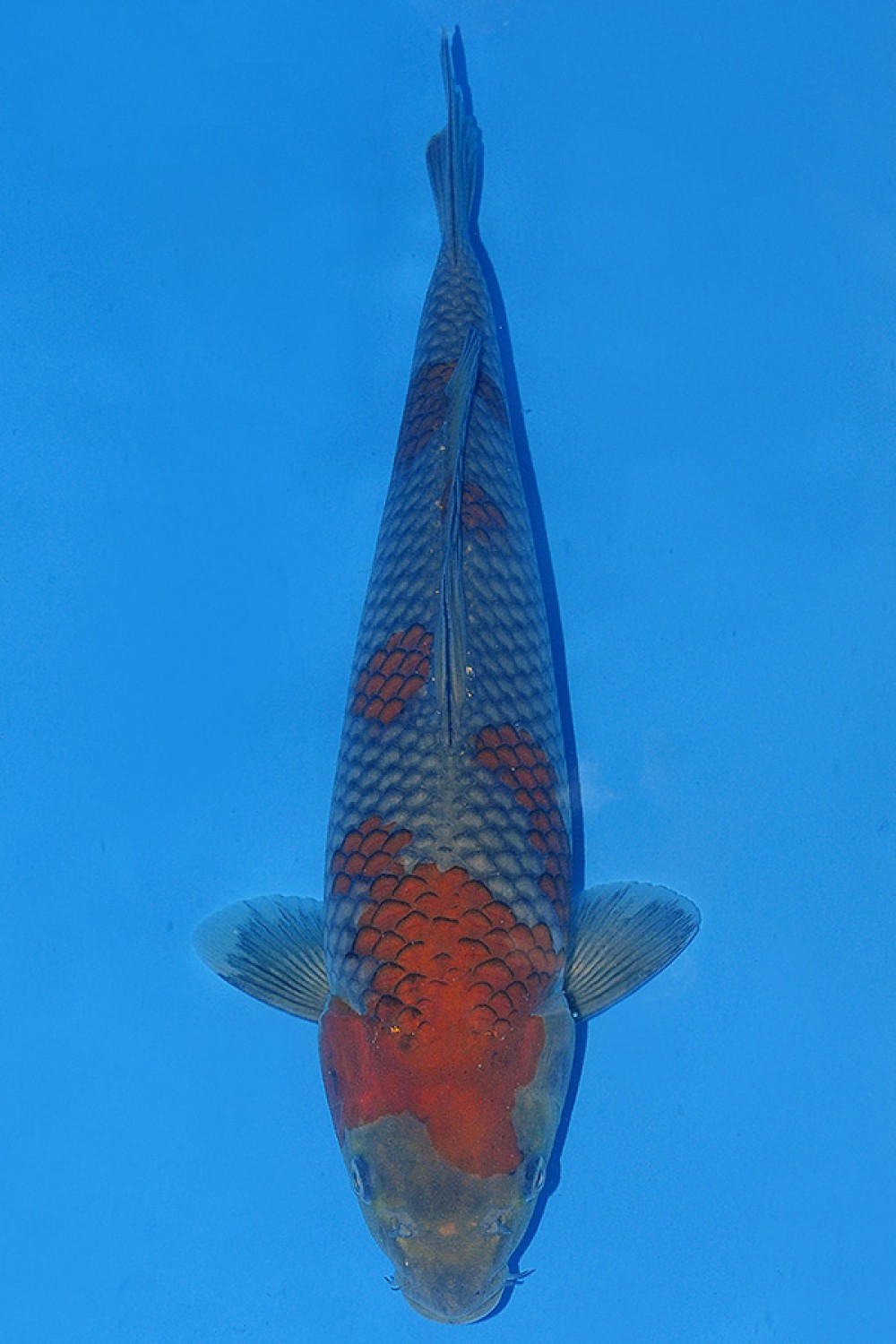 Juara 1