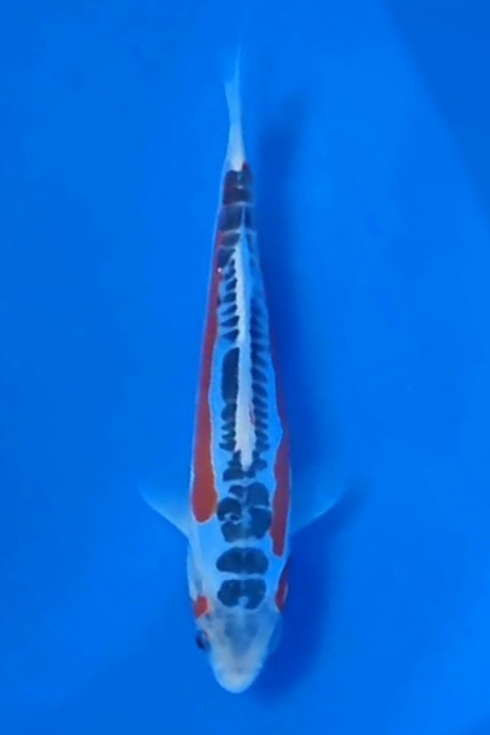 Juara 1