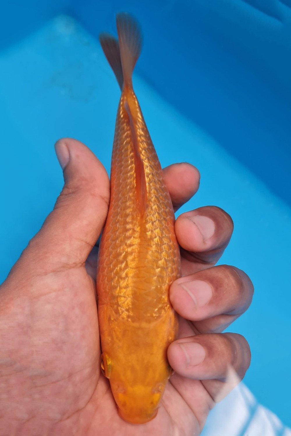 Juara 3