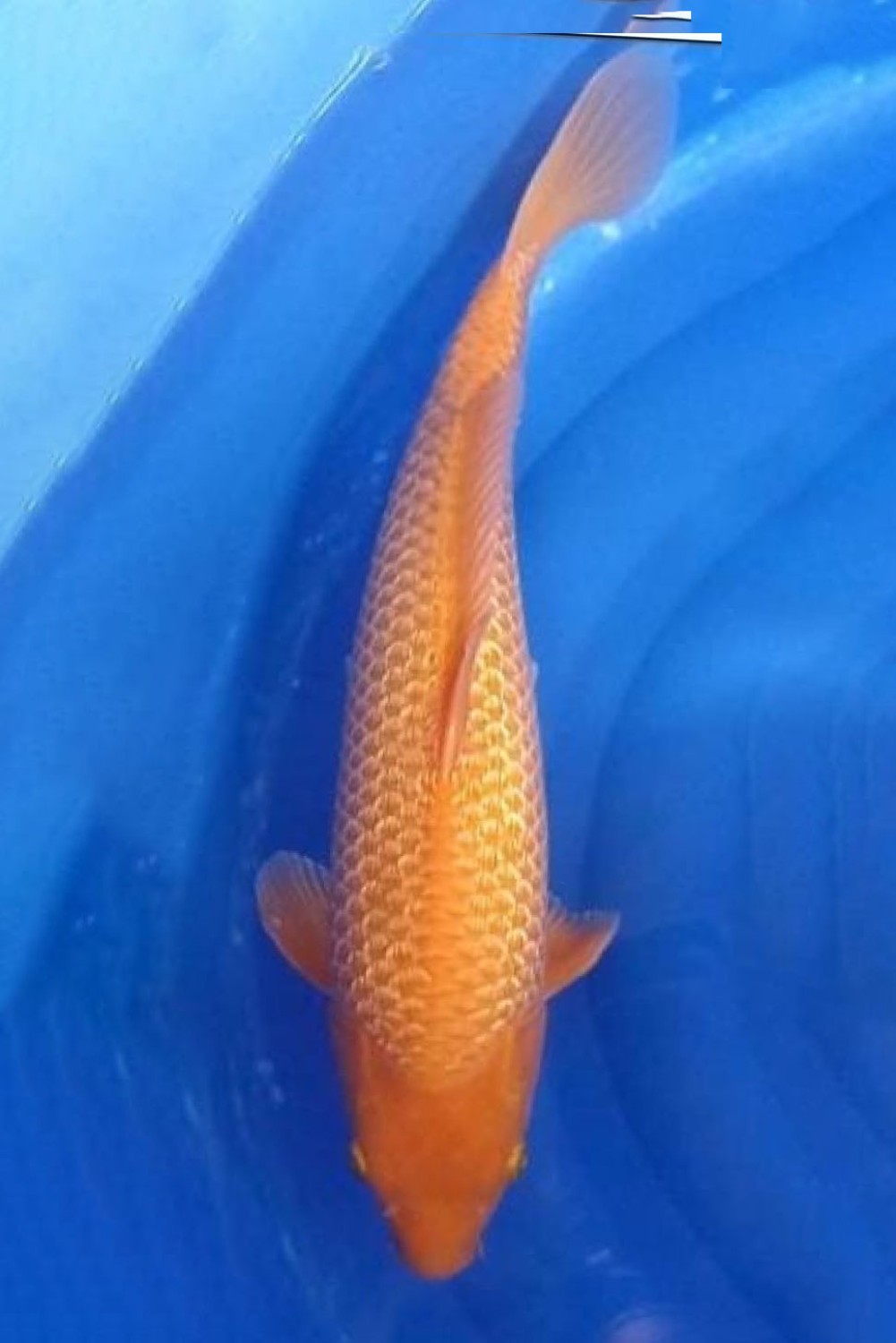 Best In Size E 36 - 40 cm