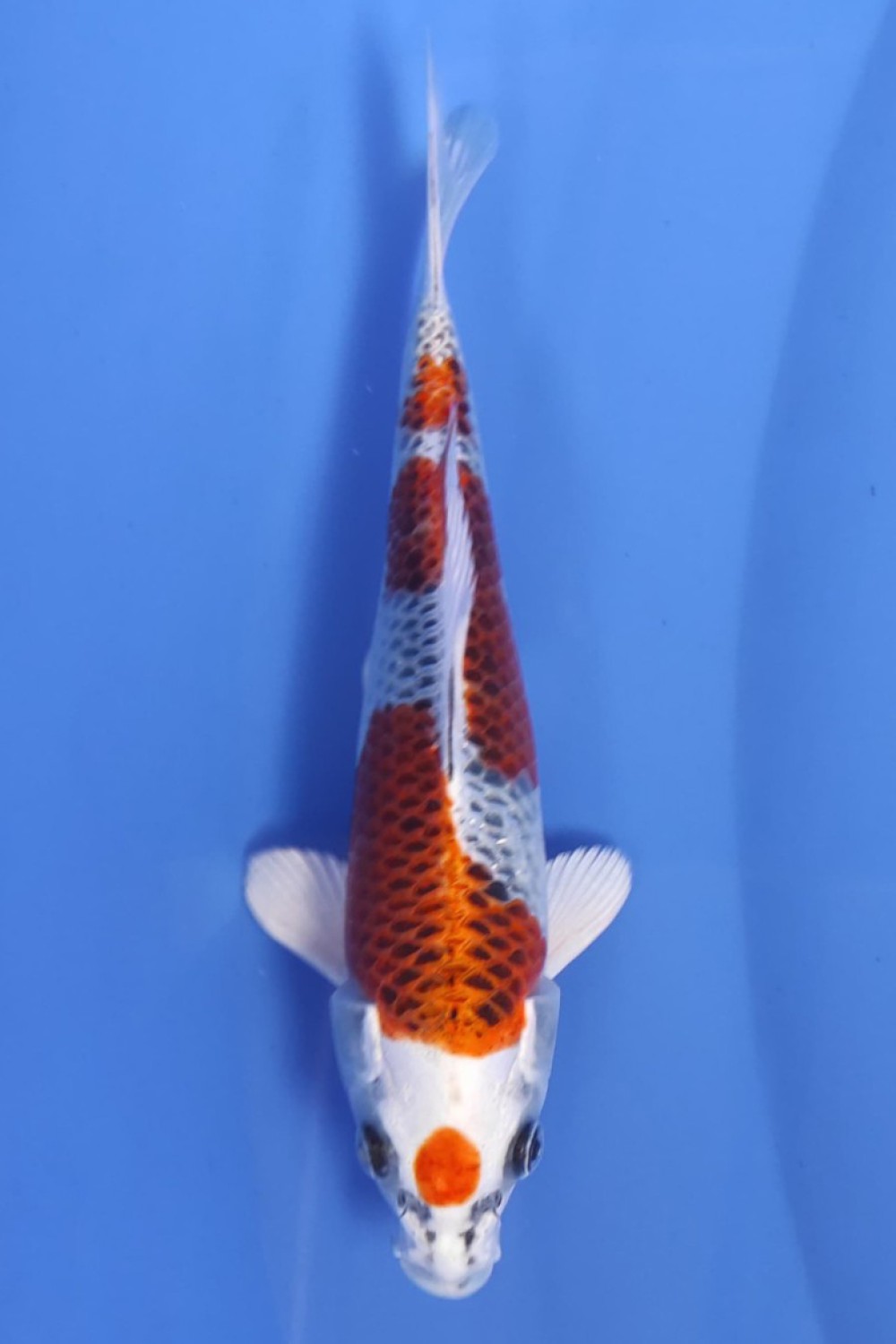 Juara 1