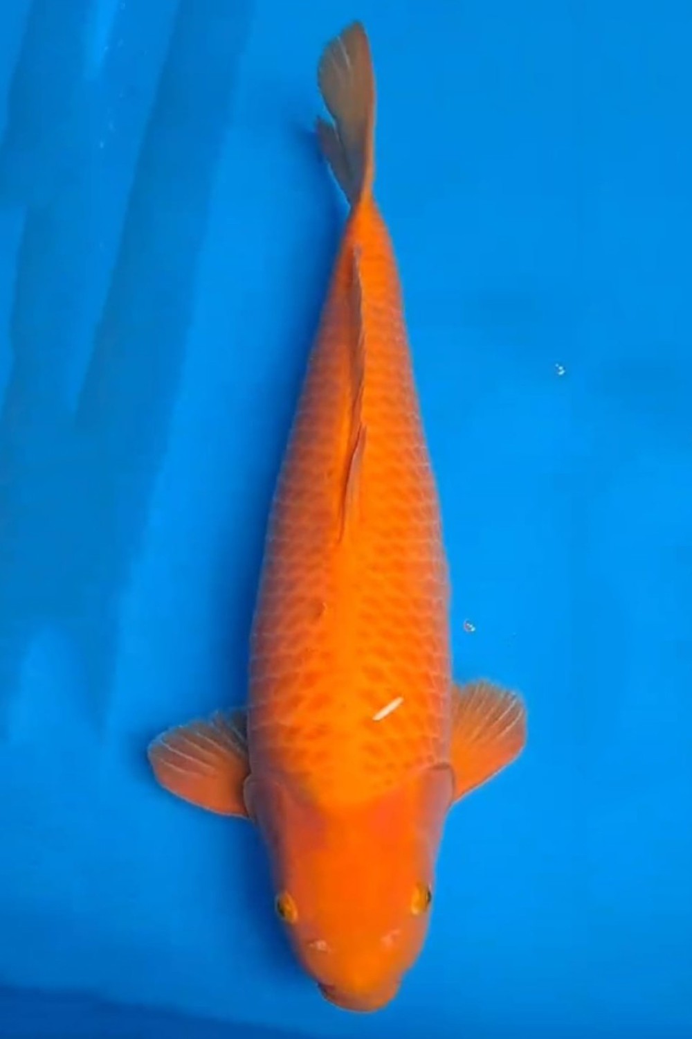 Juara 2