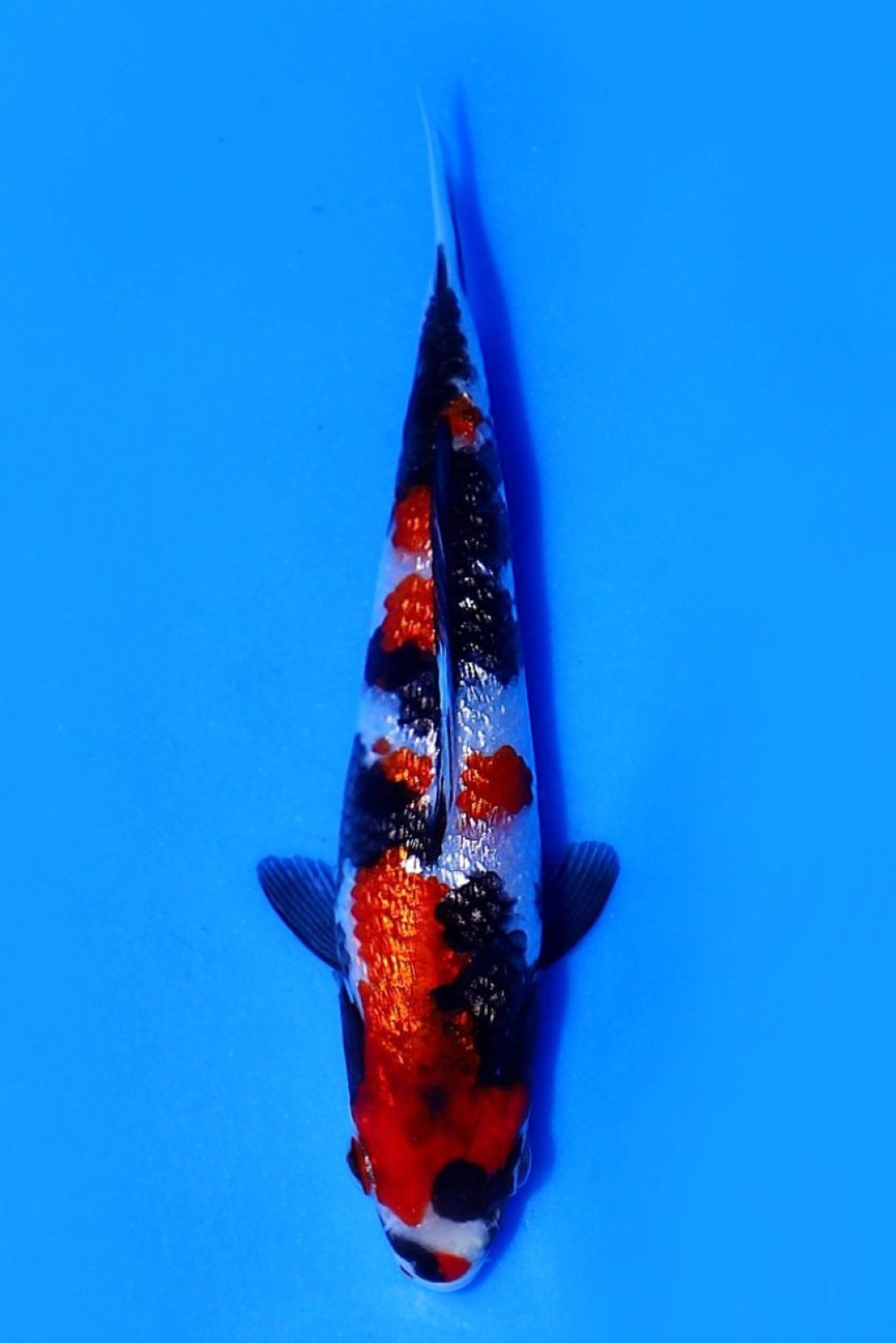 Juara 1