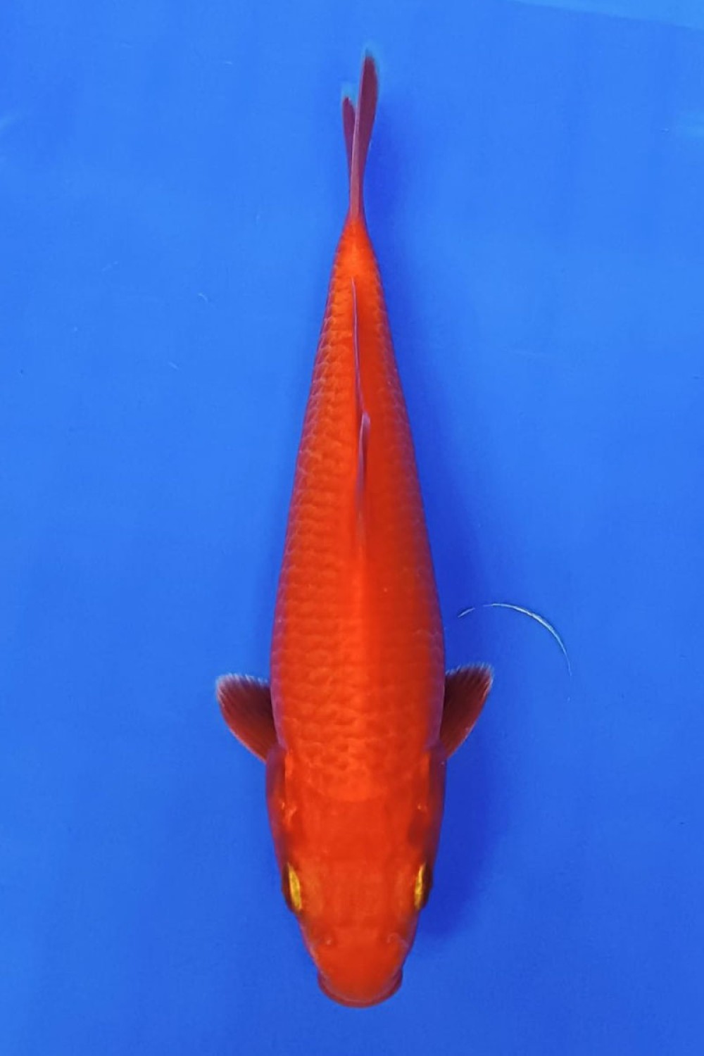 Juara 3