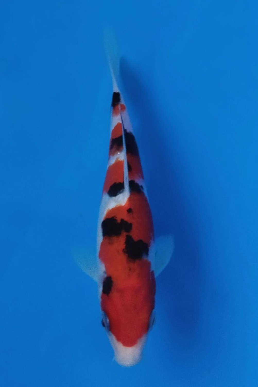 Juara 2